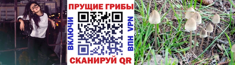 мега зеркало  Аргун  Псилоцибиновые грибы Psilocybe 