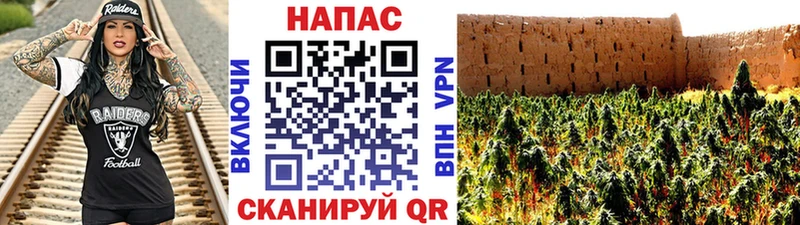 Канабис сатива  Аргун 